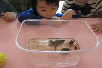 写真：沢蟹の様子を見ている年少さん